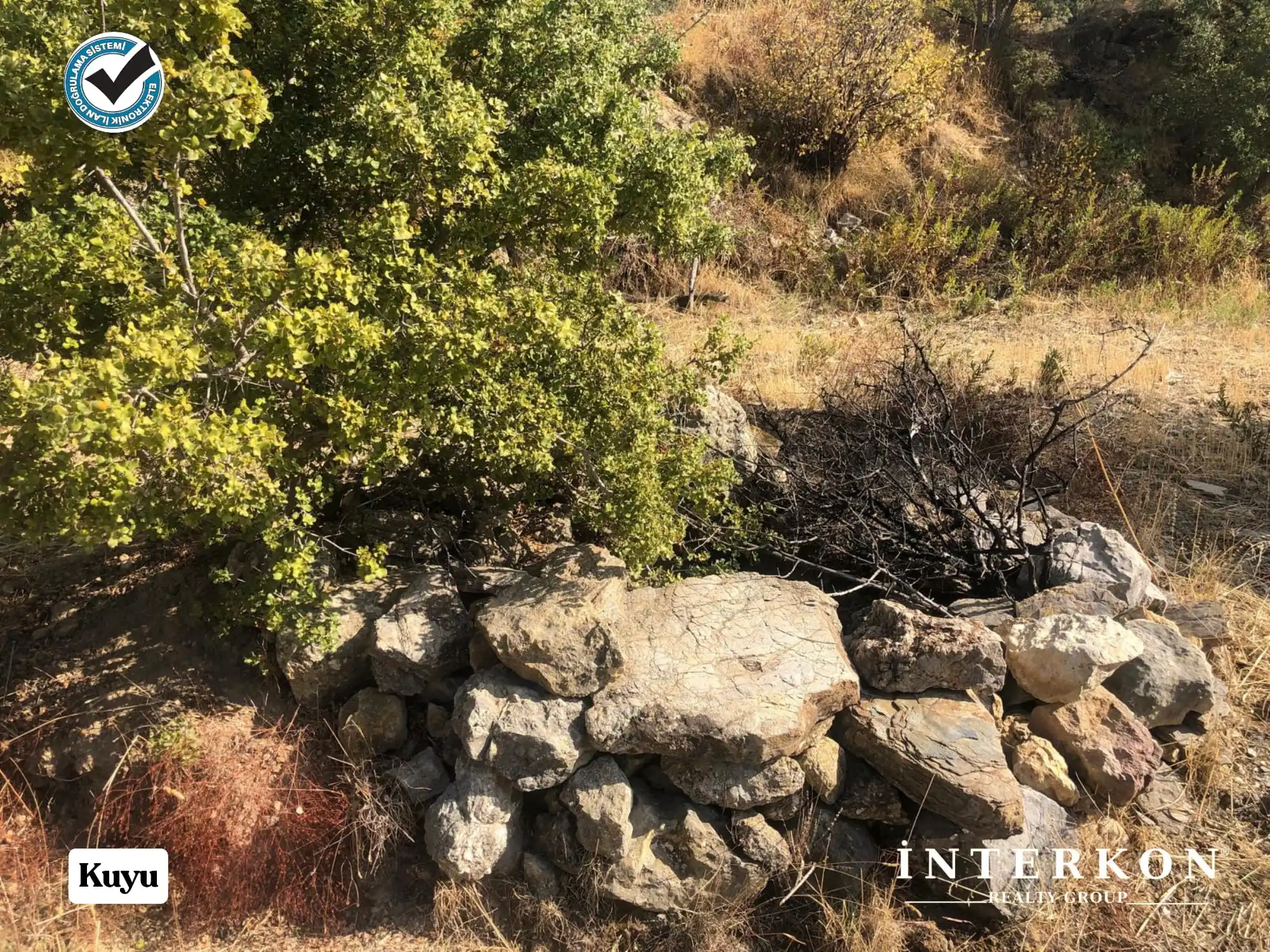  MUĞLA MENTEŞE DAĞPINAR MAHALLESİ 1309 M2 SATILIK ZEYTİNLİK!